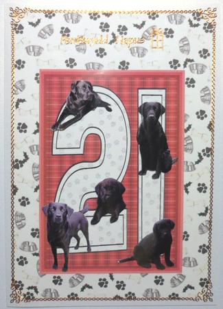 Bowls,bones & Pawprint Christmas Background by Jean-Marie Penny
