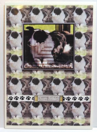 Border Collie Pyramid with Background by Jean-Marie Penny