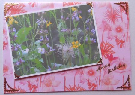 Mixed Pulsatilla Flowers - Set of 12 Backing Papers by Jean-Marie Penny