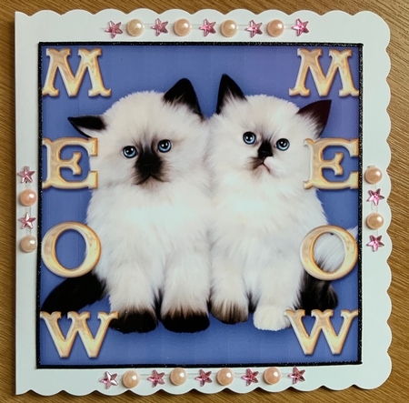 Meow Meow Colourpoint Kittens On Blue - 6 x 6 Card Kit  by Jennie Settle