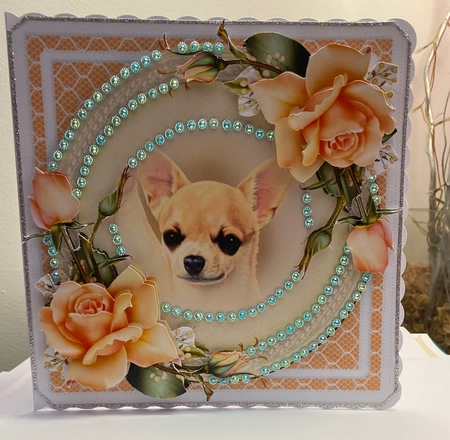 Chihuahua by Jennie Settle