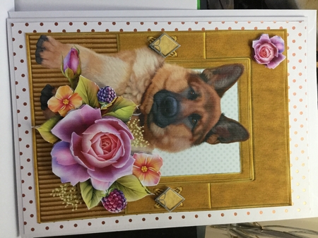 German Shepherd by Jennie Settle
