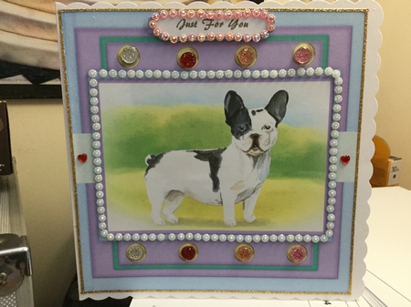 Gorgeous Black and White French Bulldog by Jennie Settle