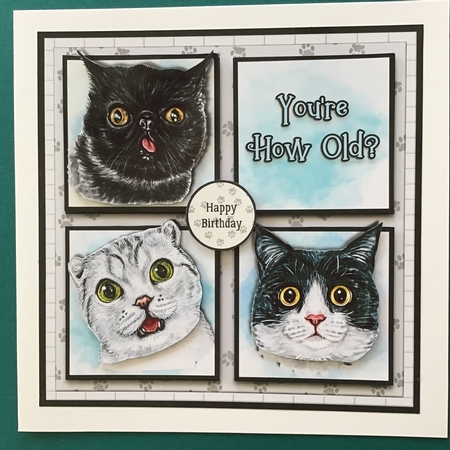 YOURE HOW OLD? CATS by Jennifer Archer