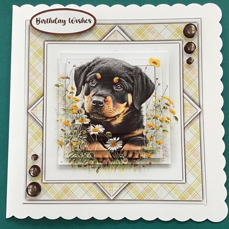 8x8 Mini Kit, Gorgeous Rottweiler Pup. Pyramid by Jennifer Archer