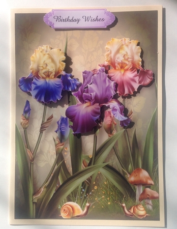 Iris Dreams Trio by Jennifer Archer