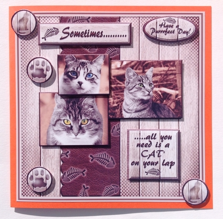 Sometimes.....Cats by Jennifer Archer