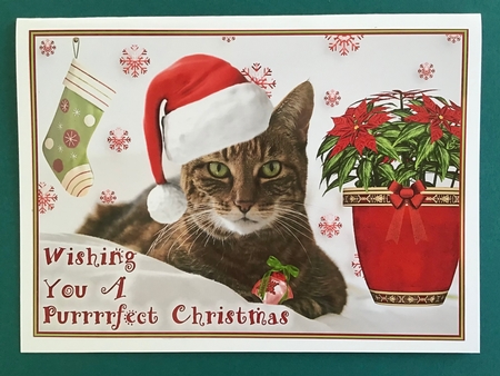 A Cats Purrrrfect Christmas by Jennifer Archer