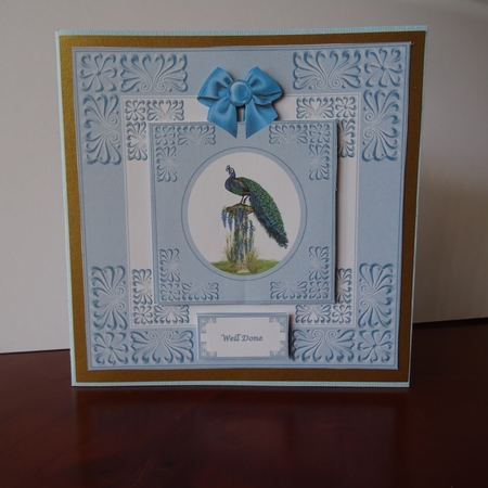 8 x 8 proud peacock quick card front Featured Gallery Photo