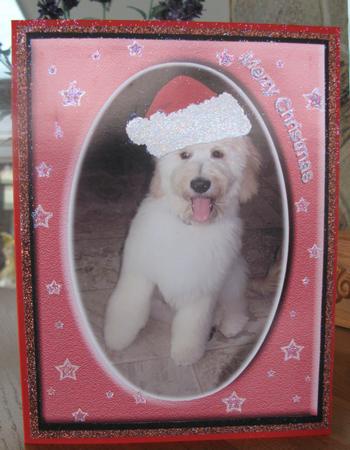 Riley's a Star by Jo-Anne Kacer