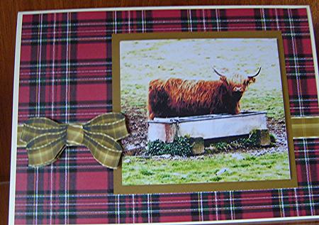 Highland Cow by Joan Murfitt