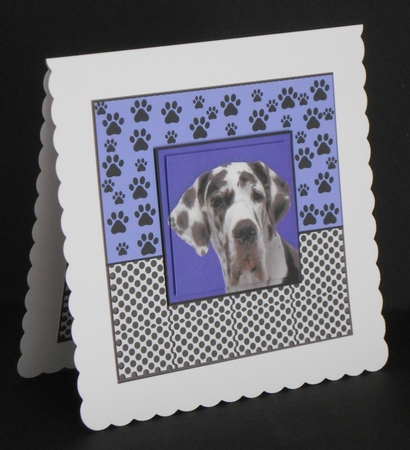 dalmation wishes by Joan Prince