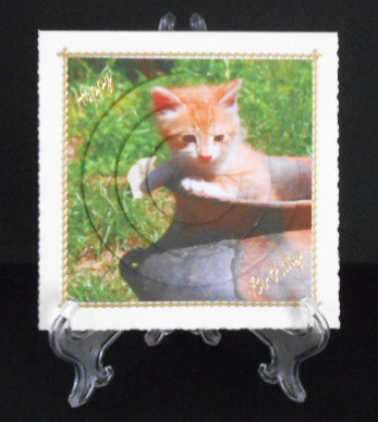 Cute Kitten in a Pot Circle Pyramid by Joan Prince