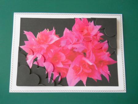 Florescent Pink Flowers by Joan Prince