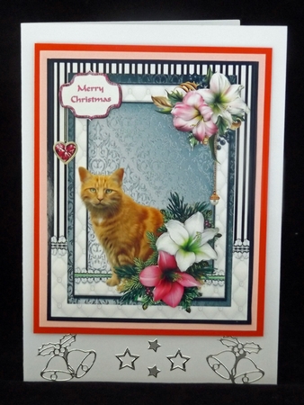 Ginger cat in the Christmas flowers by Lady Rosemary Warboys