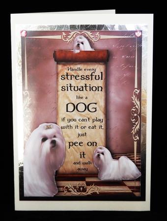 Handle Every Stressful Situation Like a Dog - maltese by Lady Rosemary Warboys