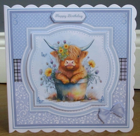 PRETTY HIGHLAND COWS by Johanna Lambert