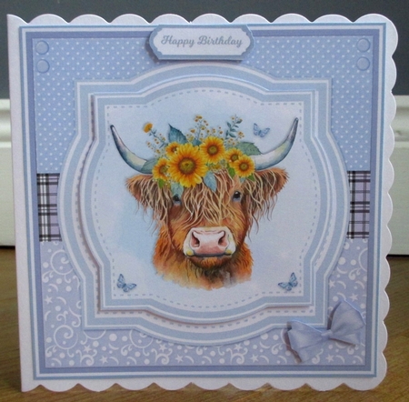 PRETTY HIGHLAND COWS by Johanna Lambert