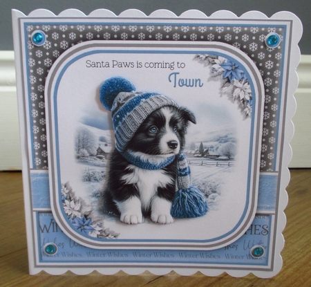 Santa Paws Is Coming To Town (Male Border Collie) by Johanna Lambert