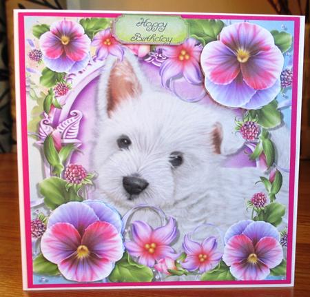 Adorable Westie in Pansy's 8x8 by Johanna Lambert