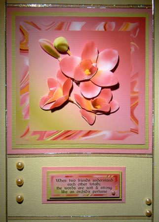Lovely Orchids Featured Gallery Photo