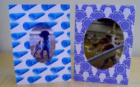 Agility Classes- Dogs by Jose Hopkins