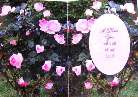 Framed Rose Insert by Joy Comstock