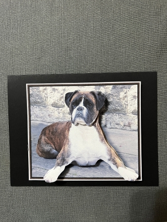 Boxer Dog Background Sheet by Joyce Perkins