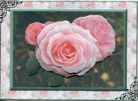 Pink Roses - Vellum by Judith Flavel