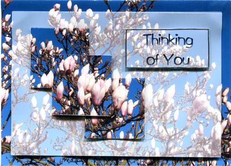 Magnolias by Judith Flavel