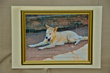 Aussie Natives - Dingo by Julianne Harris