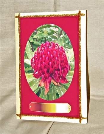 Waratah Bloom by Julianne Harris