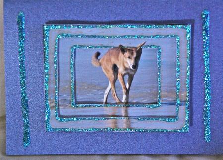 Aussie Dingo by Julianne Harris