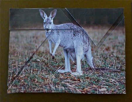 Australian Kangaroo Camera Eye Stacker by Julianne Harris