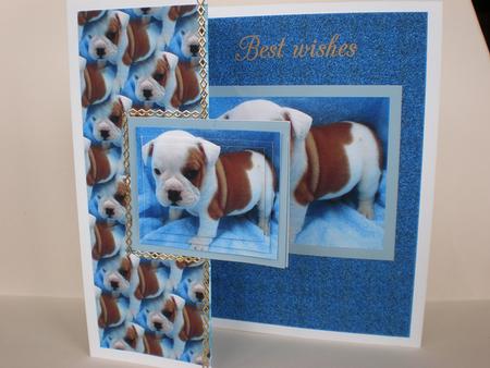 Jasper Puppy by Julie Hart