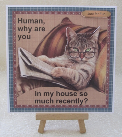 Human why are you in my house so much recently?  by Julie Jenner