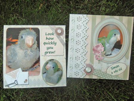 Sarah's Secret Garden - Set 2 by Julie Mansell