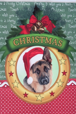 Christmas wishes German shepherd by Julie McGregor
