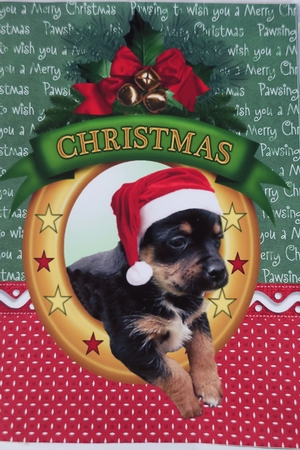 Christmas wishes From the dogs Bumper kit by Julie McGregor