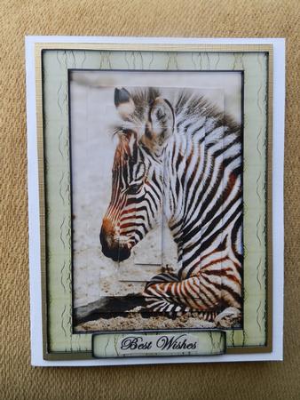 Young Wild Animal Series - Zebra Foal by Julie McGregor