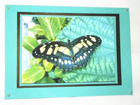 Green Butterfly Decoupage by Julie McGregor