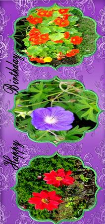 Flower Frames 2 by Julie McGregor