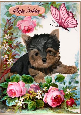 Cute Yorkshire Terrier with Rose in the Garden by Julie McGregor