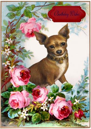 Cute Little Chihuahua with Roses in the Garden by Julie McGregor