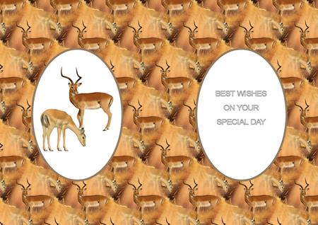 Antelopes Insert by Julie McGregor