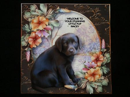 Gorgeous Chocolate Labrador Puppy 8x8 by Julie McGregor