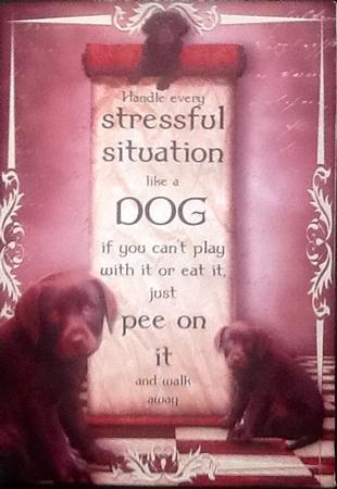 Handle Every Stressful Situation Like a Dog - chocolate Lab by Julie McGregor