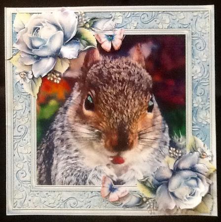 Gorgeous Munching Squirrel 8x8 by Julie McGregor