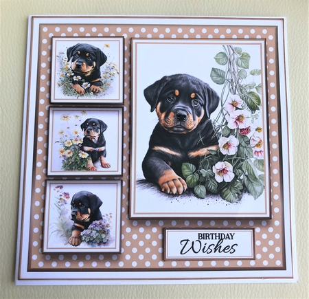 8x8 Rottweiler Mini Kit - x5 A4 Sheets  by KAREN WHYBORN