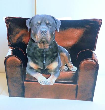 Rottweiler in an Armchair by Karen Nash
